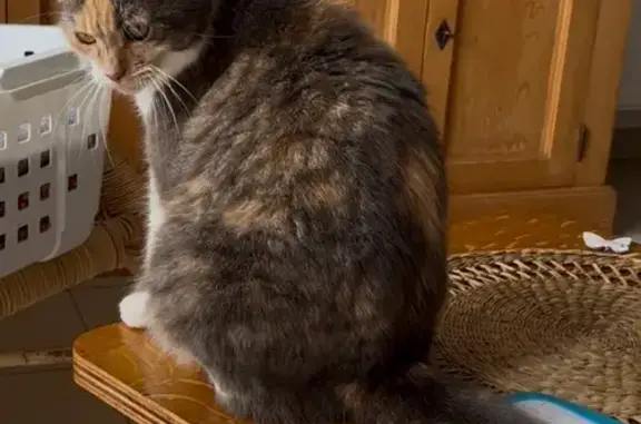 Chat perdu, Chavagnes-en-Paillers, photo: Chatte tricolore perdue, très câline, Chavagnes
