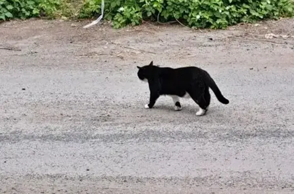 Chat trouvé Pont-à-Vendin, photo: Chat aperçu rue Roland Sergeant, Pont-à-Vendin