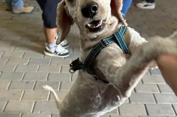 Perro perdido: Blanco crema con arnés azul