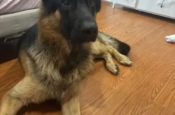 Friendly Large Male Dog Found on NW 24th Ave