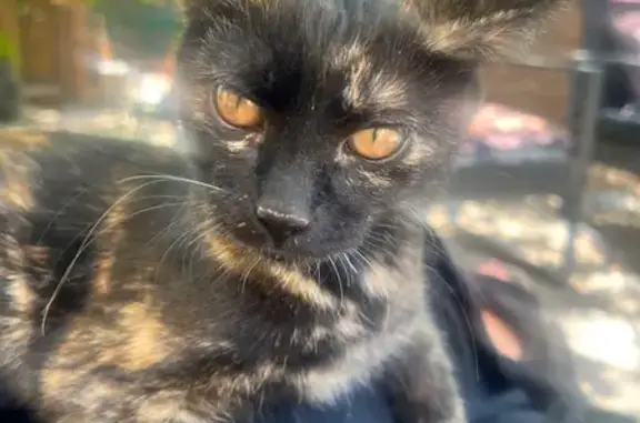 Found: Sweet Brindle Kitty Needs Home