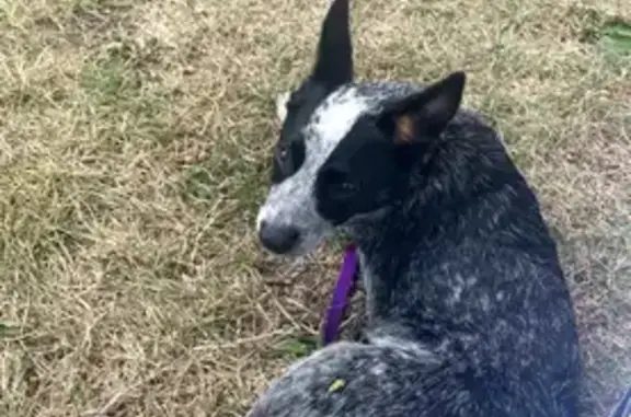 Lost Dog: Friendly, Hyper, Pin...