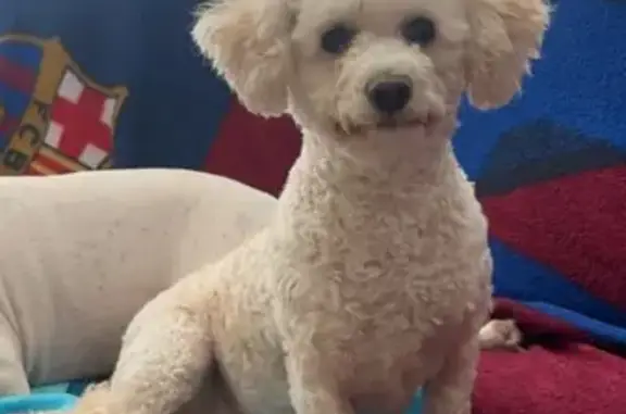 Lost Poodle: Cream/Tan, N. Main St, Baytown