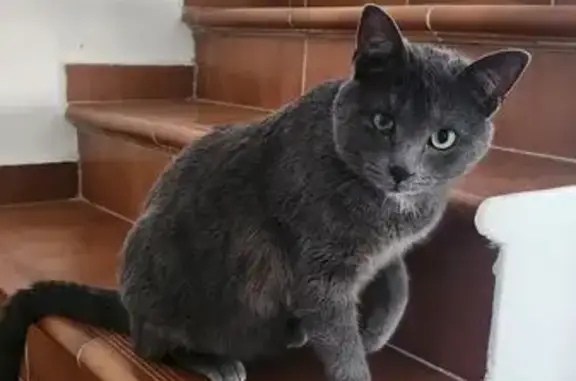 Chat trouvé , photo: Chat gris européen perdu à Bois-le-Roi