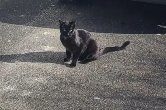 Chatte noire perdue à Sansais - photo