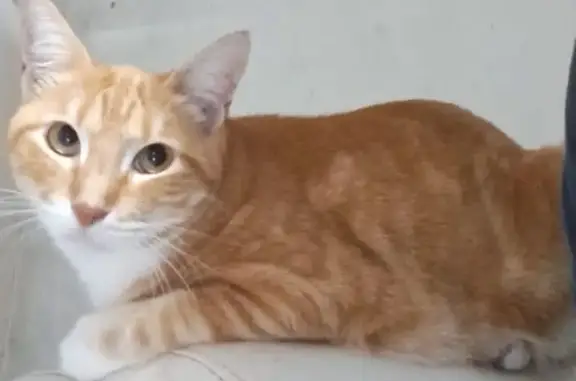 gato desaparecida