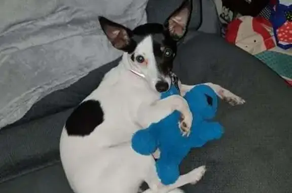 Lost Mini Foxy: Ruby, Black Ears & Patch