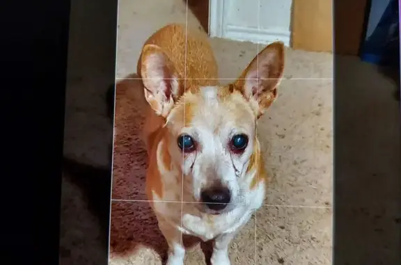 Lost Dog: Redish & White in Denton