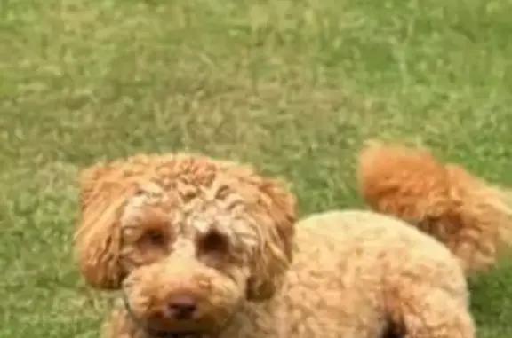 Lost Toy Poodle: Hugo, Blue Collar, Reward