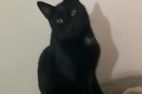 Lost Black Cat with White Chest Spot