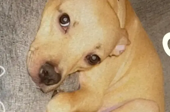Lost ESA Dog: Tan, White Chest, Chipped!
