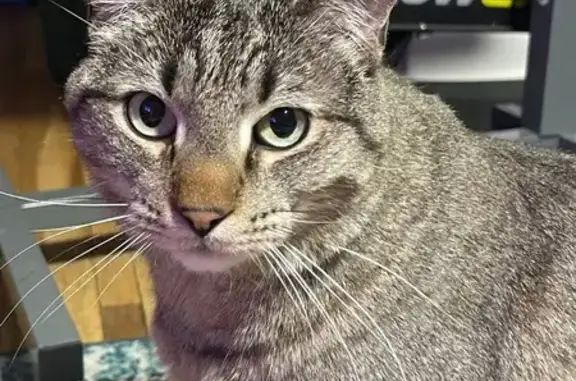Lost Cat: Grey, Black & Brown - Orchard Ave