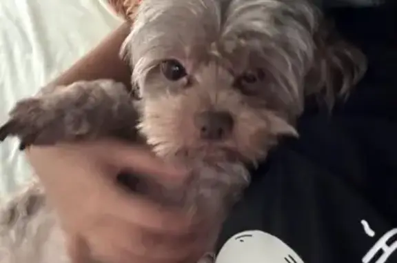 Lost Dog: Shy Grey-Brown on Squanto St