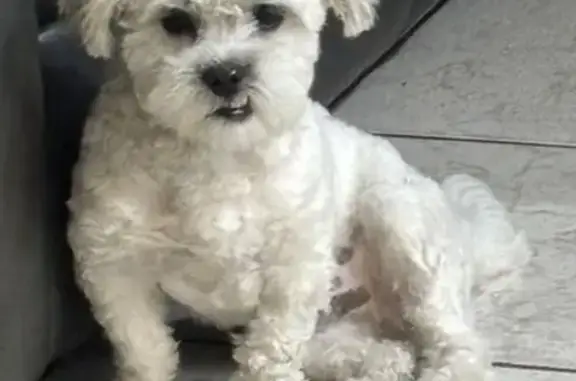 Lost White Dog on NW 29th Ave, Miami