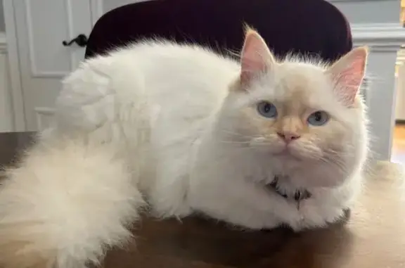 Lost Friendly White Cat on S. 18th St.