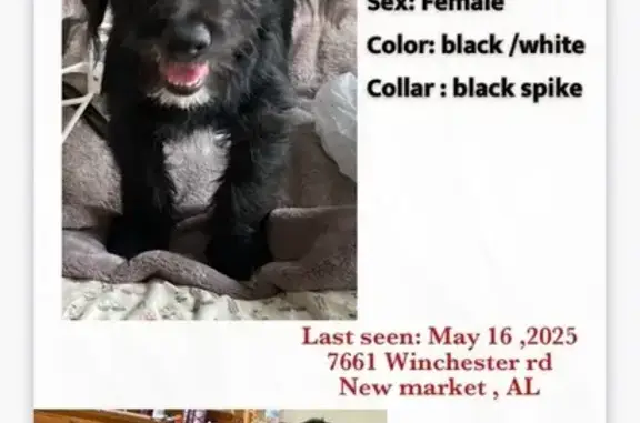 Lost Dog: Black with White Spots, New Market