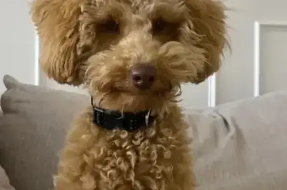 Lost Toy Poodle: Light Brown, Blue Collar