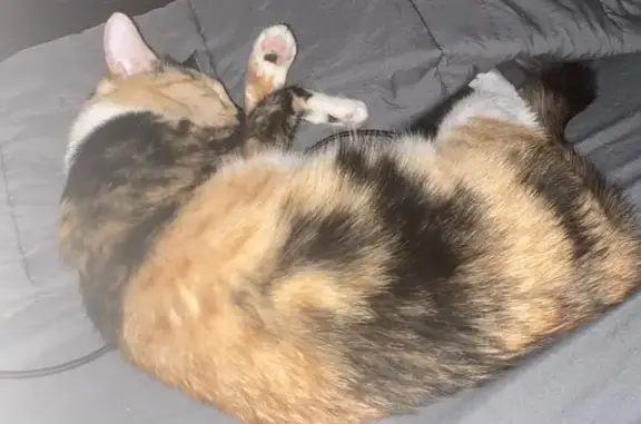 Lost Cat on Maple Street, Springfield
