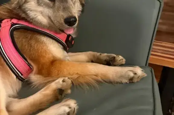 Lost Dog: Friendly & Skittish, MS 57 Area