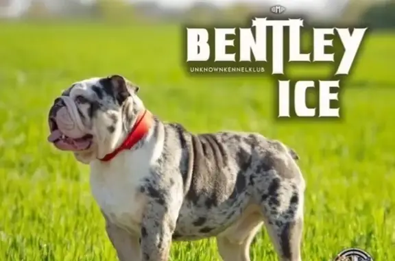 Lost Blue Merle Dog in Berkeley Area