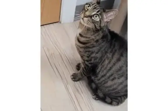 Lost: Friendly Tabby Cat in St. Louis