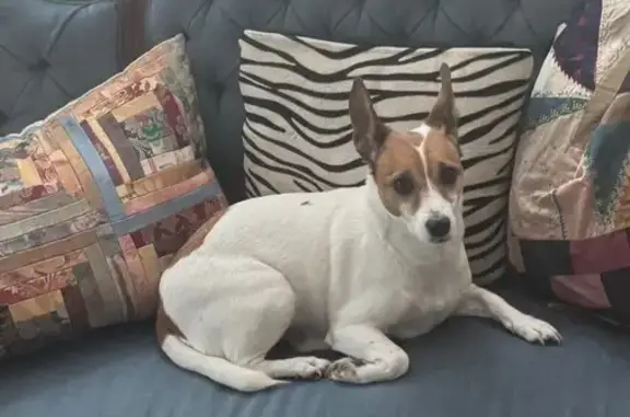 Lost Jack Russell: White with Brown Spots