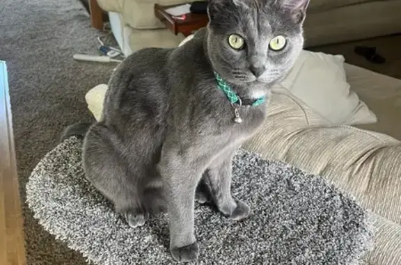 Lost Gray Cat Eve: Reward for Safe Return