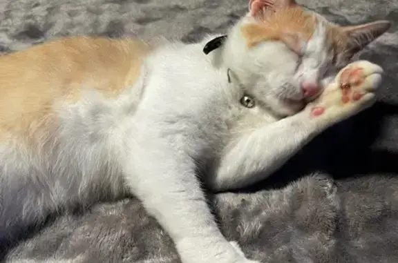 Lost: Orange & White Cat, McPhaul Lane