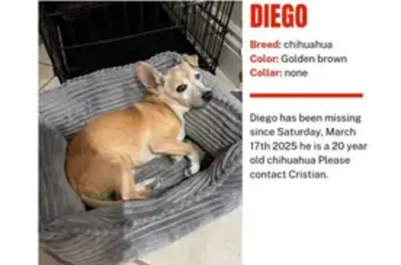 Lost 17YO Chihuahua - Lennox Dr, Vegas