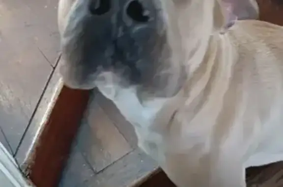 Lost Dog: Big, Brown with Grey Muzzle