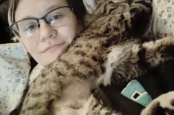 Lost Tabby: White Paws, Shaved Belly