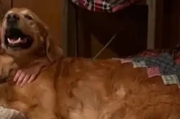 Lost Friendly Golden Retriever - Steelville