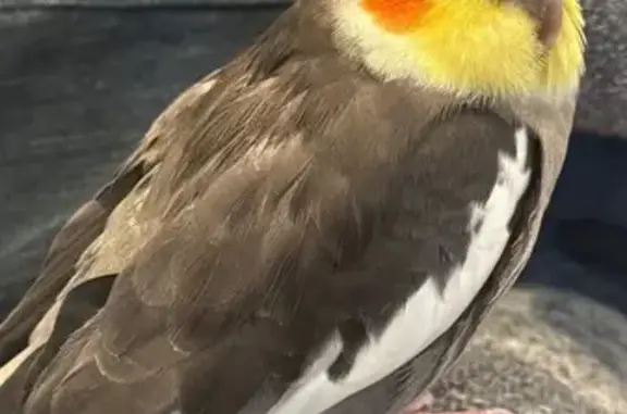 Lost Bird: Yellow Mohawk, Green Bracelet