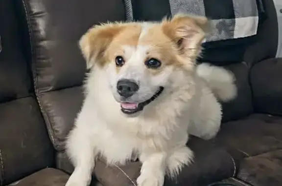 Found pets , photo: Friendly Found Dog in Euharlee, GA
