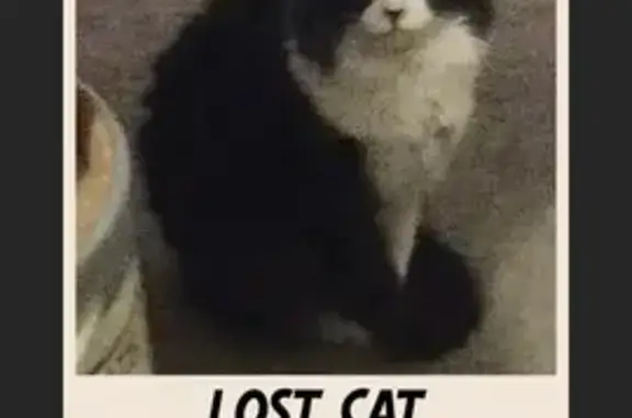 Lost Tux Cat: Heart Nose, South Los Altos