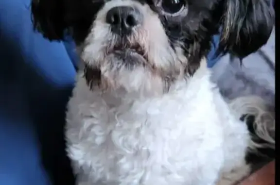 Lost Shih Tzu 'Pound Cake' in Ooltewah