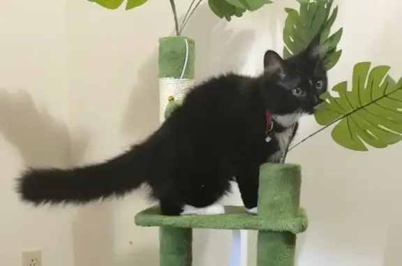 Friendly Black & White Cat Lost in Rain