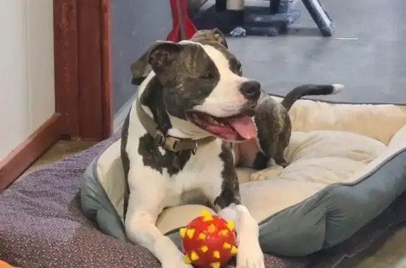 Lost Pit Bull: Brown Collar, Morton Area