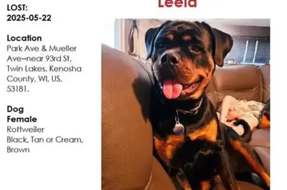 Lost Rottweiler: Leela, Pink Collar, Twin Lakes