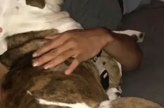 Friendly Lost Dog: White with Brindle Spots