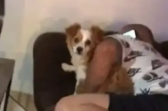 Lost Dog: Small, Fluffy Tan & White in Tucson