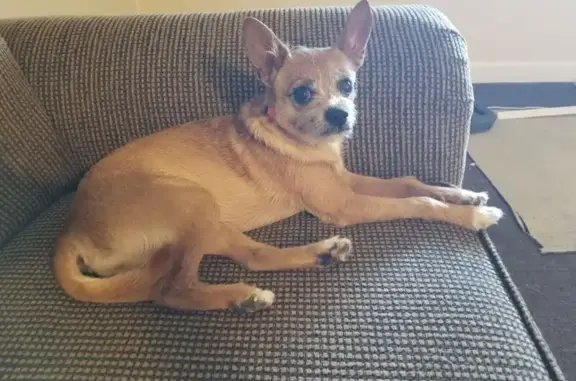 Lost Brown Dog - Red Collar in Tusayan