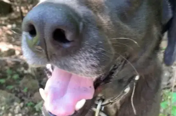 Found: Older Black Lab on South Blue Top