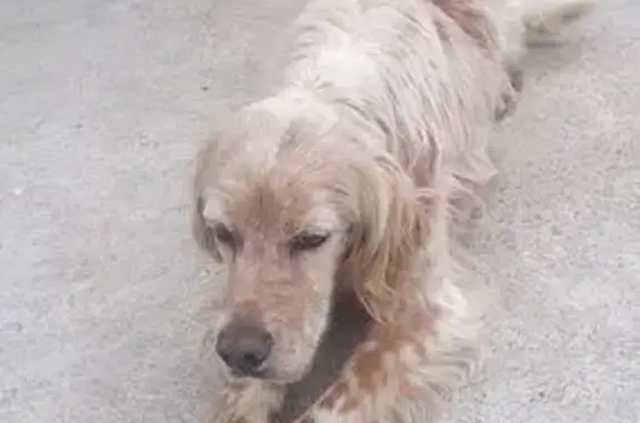 Animaux trouvés , photo: Setter Anglais trouvé en Corse, 8 ans, doux