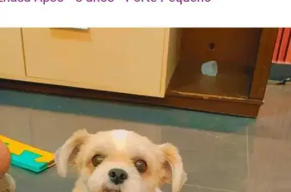 cachorro desaparecida