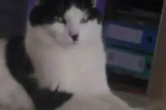 Chat mâle noir et blanc perdu à Amiens - photo