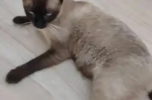 Gato Siamés Perdido en Montanya del Mar