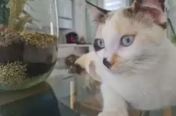 Animaux perdus Villers-Bretonneux, photo: Chatte perdue, tricolore, yeux bleus, Villers