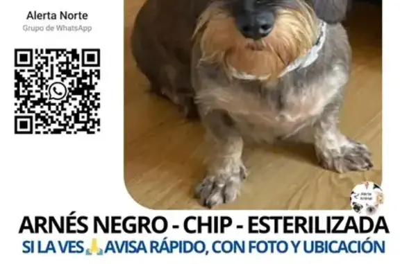¡Ayuda! Teckel perdida en Talamanca