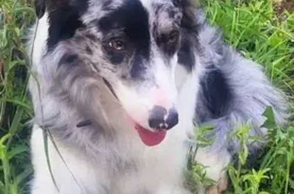 Perro Merle Perdido: Asustadizo en Barreras